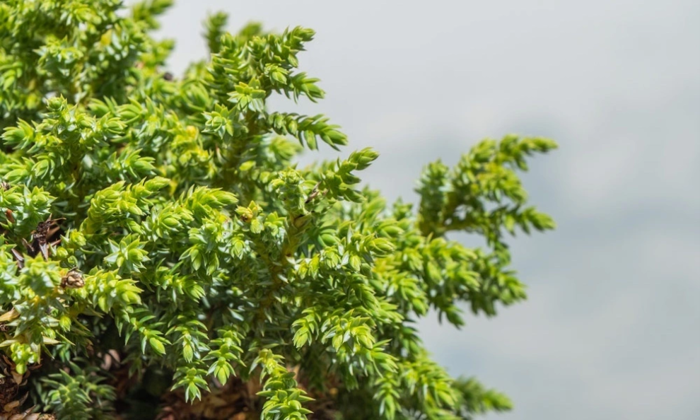 Можжевельник чешуйчатый Лодери